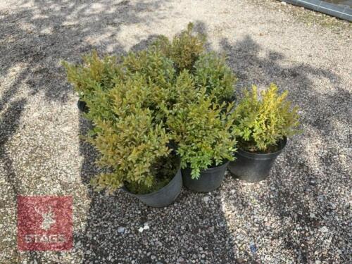 9 BUXUS SEMPERVIRENS (BOX)