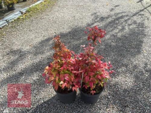 2 NANDINA FIREPOWER (SACRED BAMBOO)