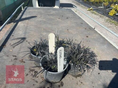 4 OPHIOPOGAN NIGER (BLACK MONDO GRASS)