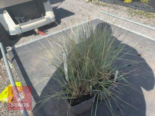 6 HELICOTRICHON SEMPERVIRENS