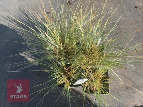 4 HELICOTRICHON SEMPERVIRENS