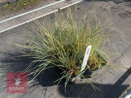 4 HELICOTRICHON SEMPERVIRENS