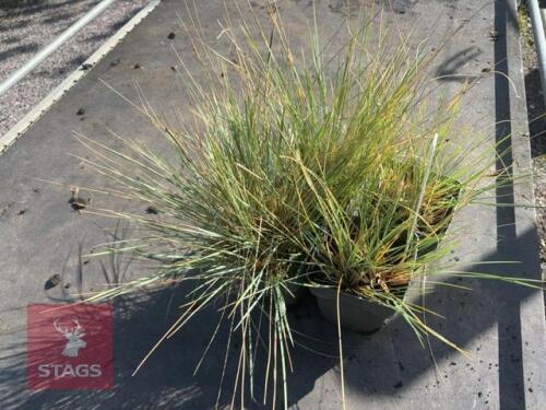 4 HELICOTRICHON SEMPERVIRENS