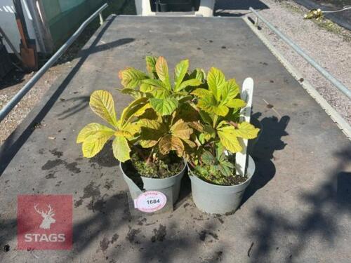 4 RODEGERSIA SUPERBA