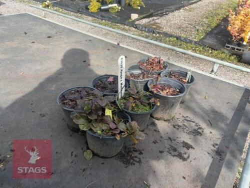 8 AJUGA REPTANS (BUGLEWEED)