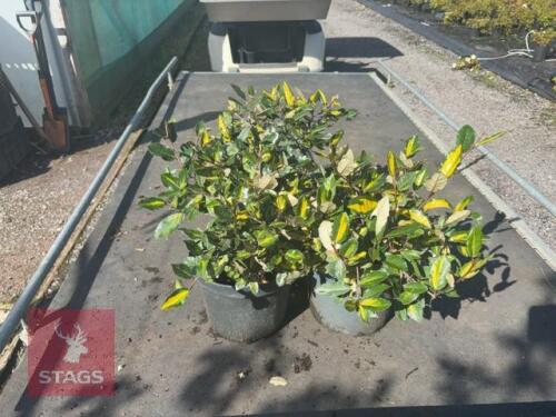 3 ELEAGNUS COASTAL GOLD (SILVER BERRY)