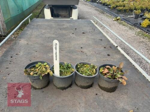 4 AJUGA REPTANS (BUGLEWEED)