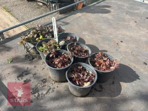 8 AJUGA REPTANS (BUGLEWEED)