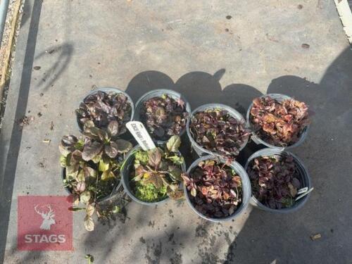8 AJUGA REPTANS (BUGLEWEED)