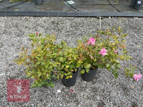 3 ROSA 'KNOCKOUT'