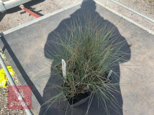 4 HELICOTRICHON SEMPERVIRENS