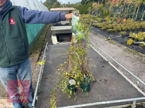 2 CLEMATIS TANGUTICA HELIOS