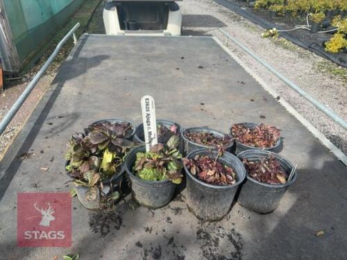 8 AJUGA REPTANS (BUGLEWEED)