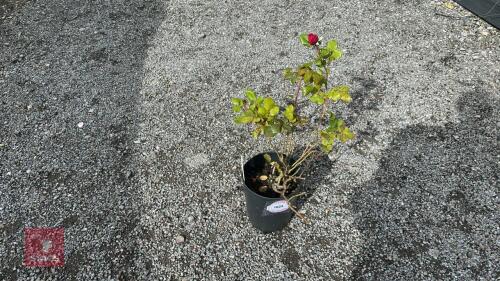 ROSA 'TESS OF THE DURBAVILLES'