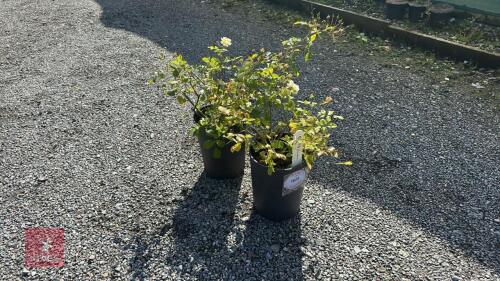 2 ROSA WILTON
