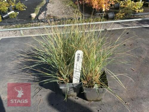 4 HELICOTRICHON SEMPERVIRENS