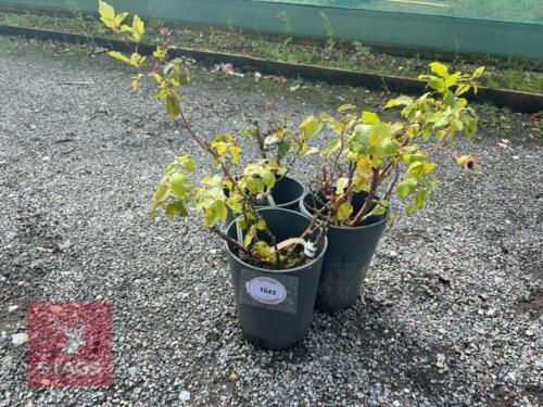 3 ROSA 'DUSKY MAIDEN'