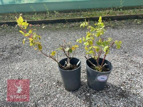 2 ROSA 'DUSKY MAIDEN'