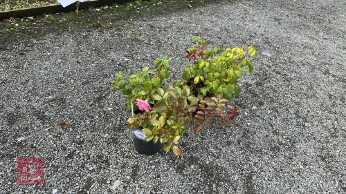 2 ROSA 'YOU'RE BEAUTIFUL'