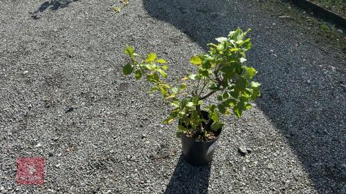 ROSA 'CHANDOS BEAUTY'