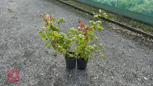 2 X ROSA DOUBLE PINK