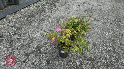 2 ROSA 'KNOCKOUT'