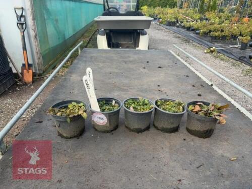 5 AJUGA REPTANS (BUGLEWEED)