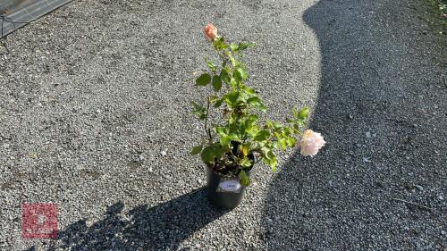 ROSA 'CHANDOS BEAUTY'