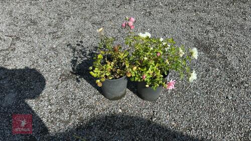 2 ROSA WILTON