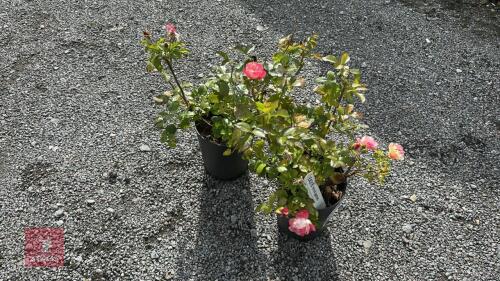 2 X ROSA MIND GAMES