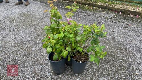 3 X ROSA LUCKY