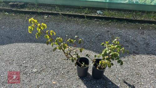 2 ROSA 'DANCING QUEEN'