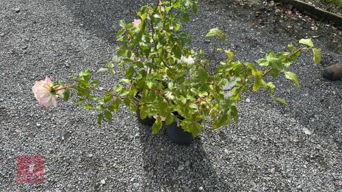 2 ROSA 'SPECIAL CHILD'