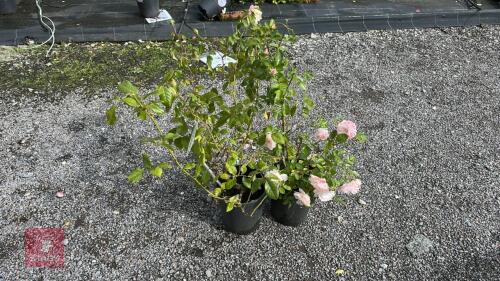 2 X ROSA SPECIAL CHILD
