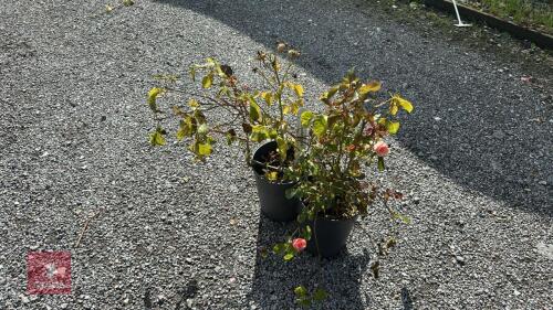 2 X ROSA DOUBLE PINK