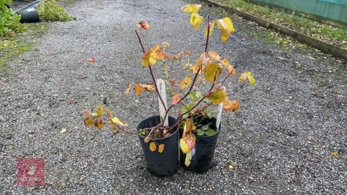 2 X ROSES