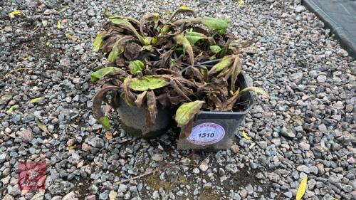 4 X PULMONARIA BLUE ENSIGN