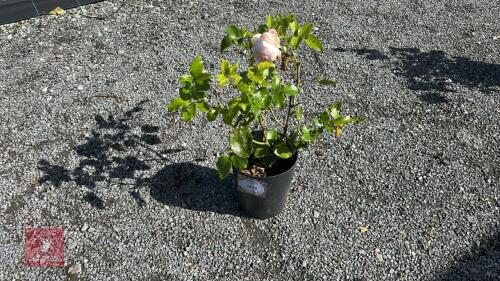 ROSA 'CHANDOS BEAUTY'