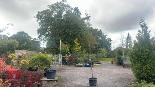 SORBUS AUTUMN SPIRE (ROWAN)