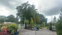 SORBUS AUTUMN SPIRE (ROWAN) - 2