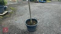SORBUS AUTUMN SPIRE (ROWAN) - 3