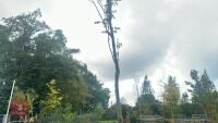 SORBUS AUTUMN SPIRE (ROWAN) - 5