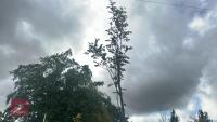 SORBUS AUTUMN SPIRE (ROWAN) - 6