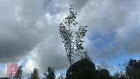 SORBUS AUTUMN SPIRE (ROWAN) - 8