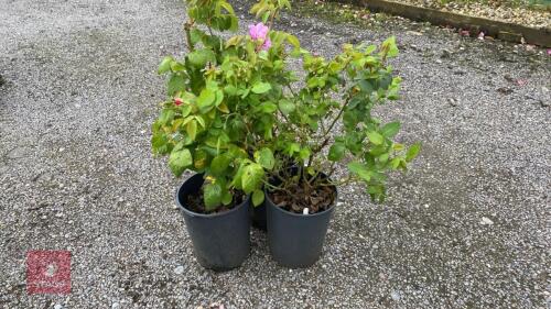 3 X ROSA LUCKY