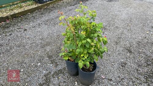 3 X ROSA LUCKY