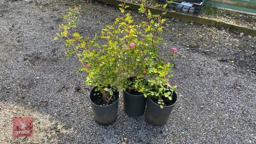 3 X ROSA THE FAIRY