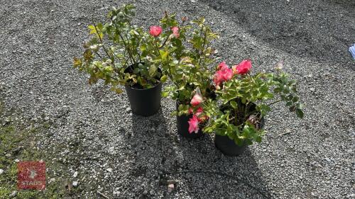 3 X ROSA MIND GAMES