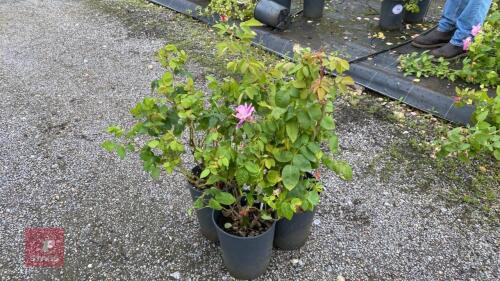 3 X ROSA LUCKY