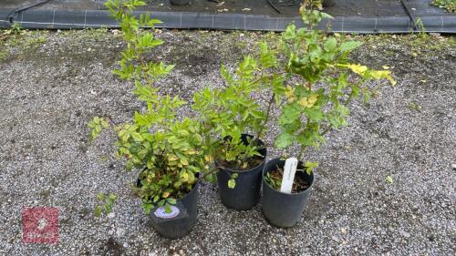 3 X ROSA SPECIAL CHILD